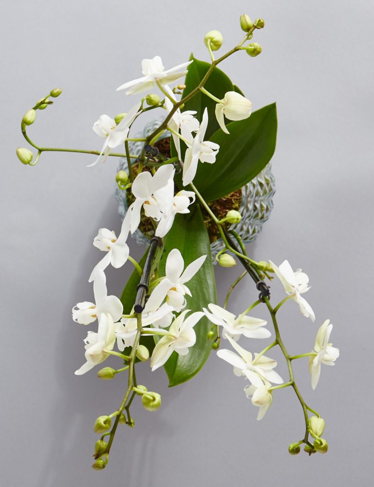 The Collection Multifloral Triple Stem Orchid 5 of 6