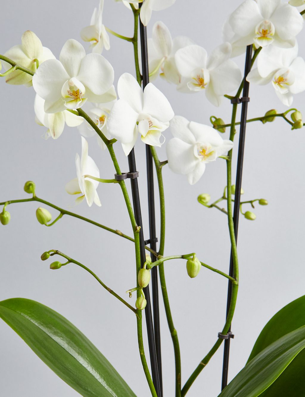The Collection Multifloral Triple Stem Orchid 6 of 6