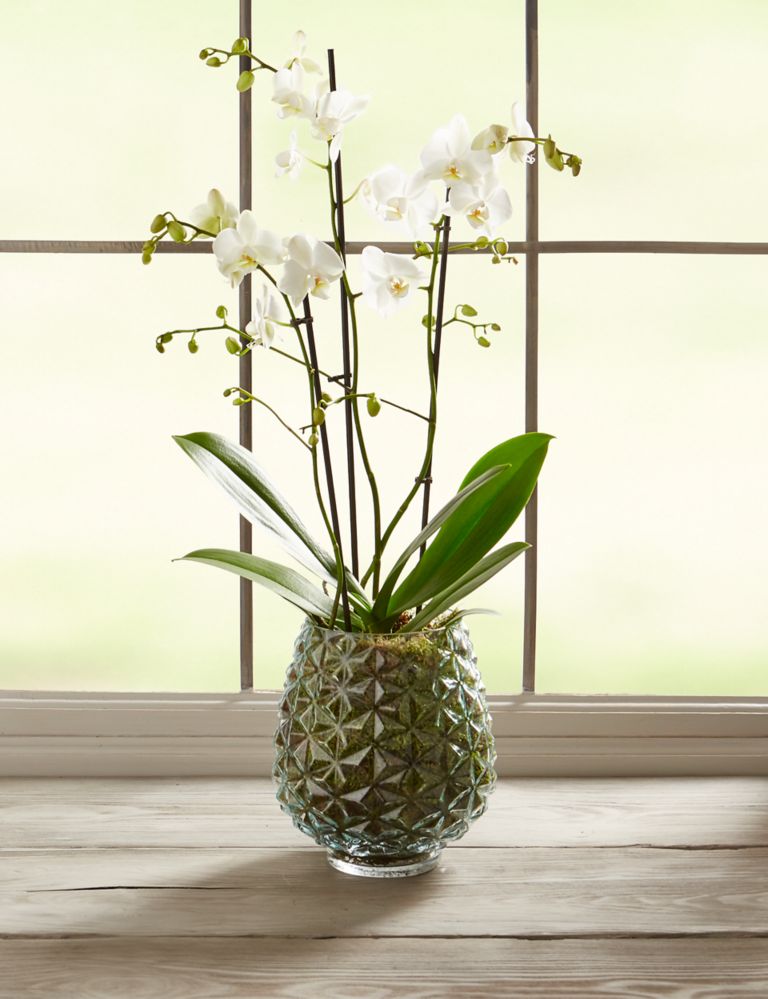 The Collection Multifloral Triple Stem Orchid 2 of 6