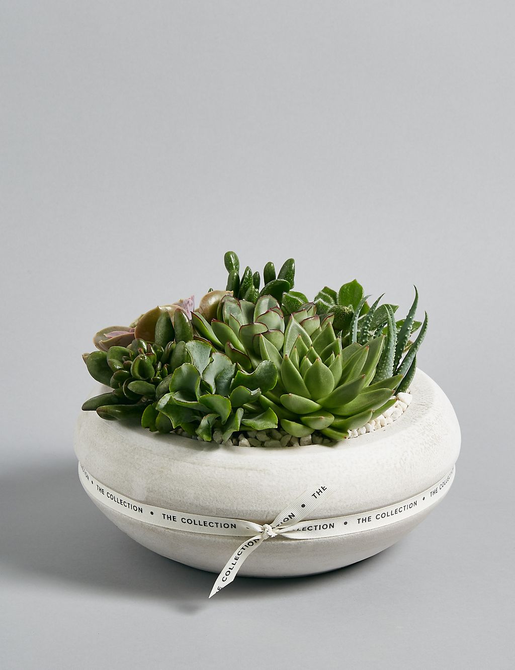 The Collection Sparkling Succulent Christmas Bowl 3 of 6