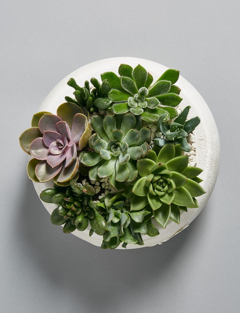 The Collection Sparkling Succulent Christmas Bowl 5 of 6