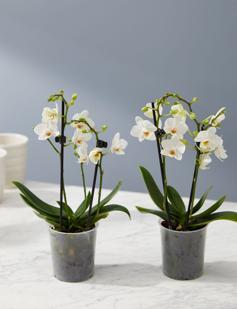 Two White Phalaenopsis Orchids 1 of 4