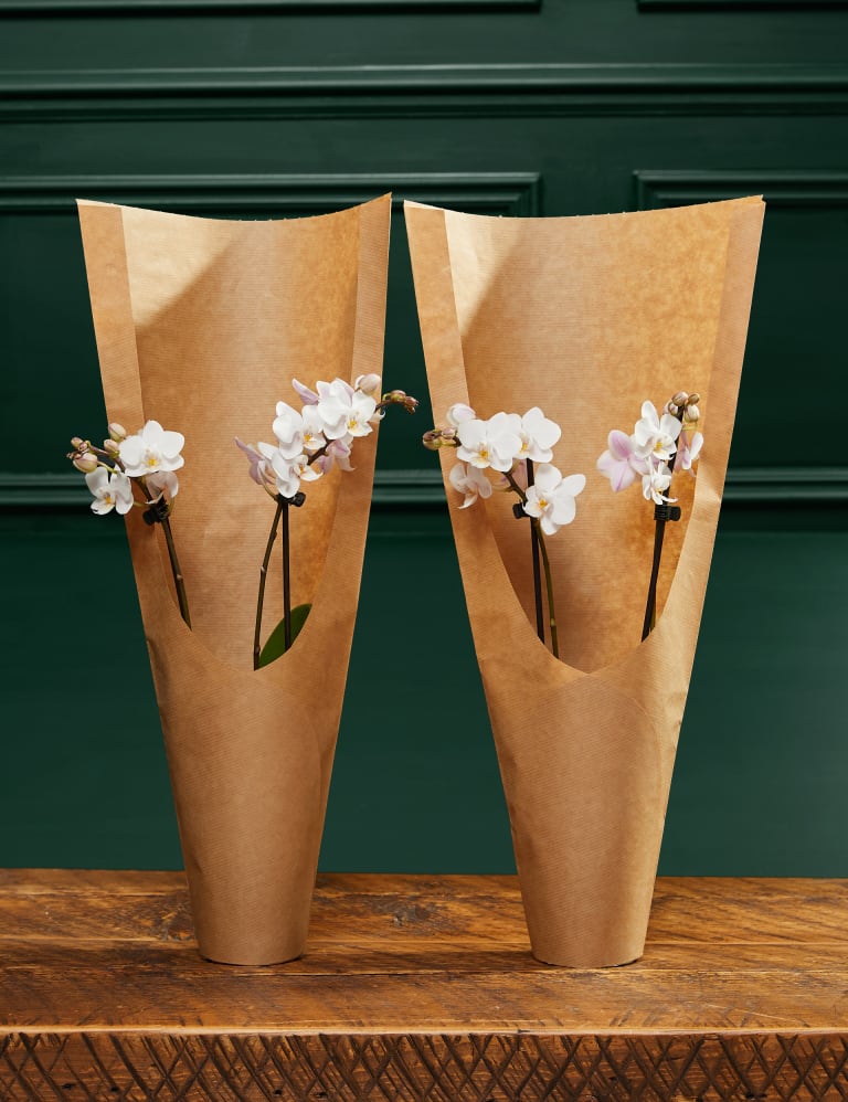 Two White Phalaenopsis Orchids M&S