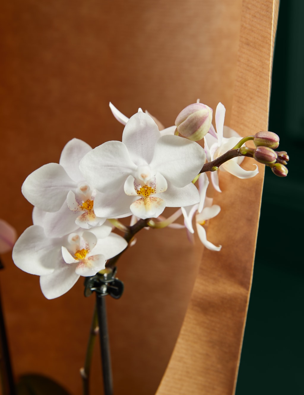 Two White Phalaenopsis Orchids M&S