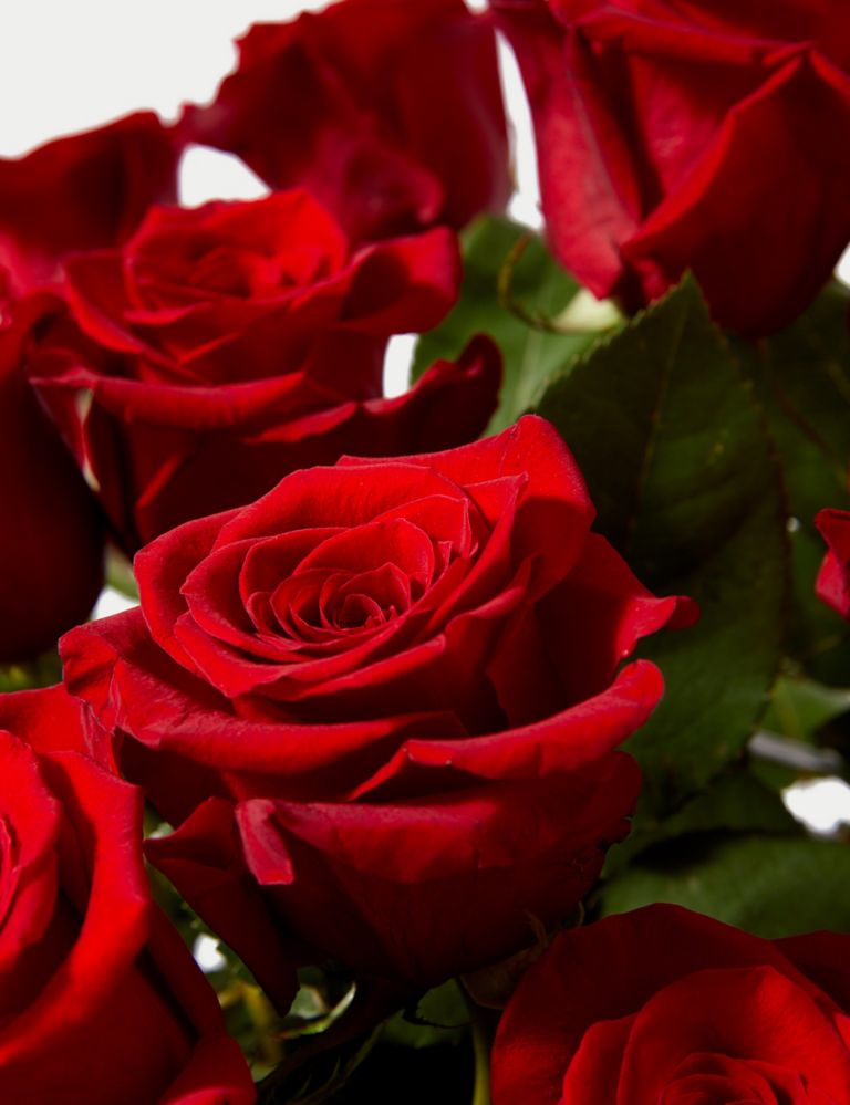 Valentine's Two Dozen Freedom™ Rose Bouquet 4 of 4