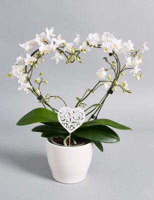 Valentines Heart Orchid M S