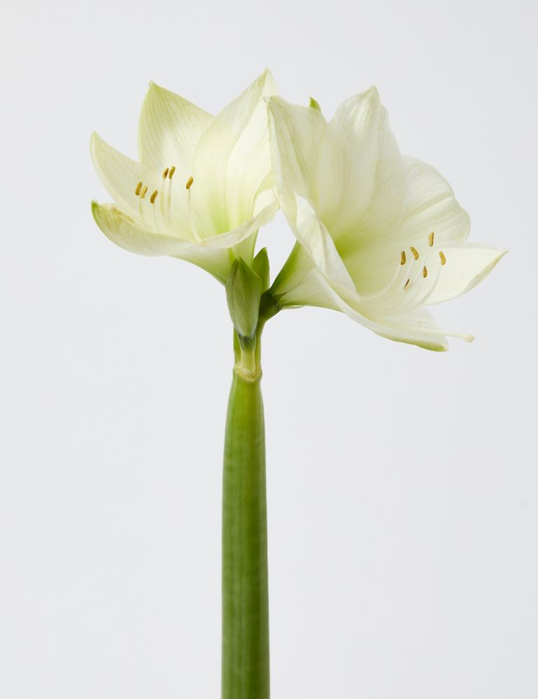 White Amaryllis Bouquet 4 of 5