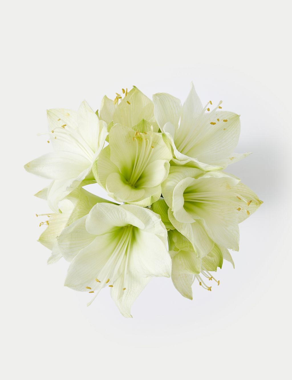 White Amaryllis Bouquet 1 of 5