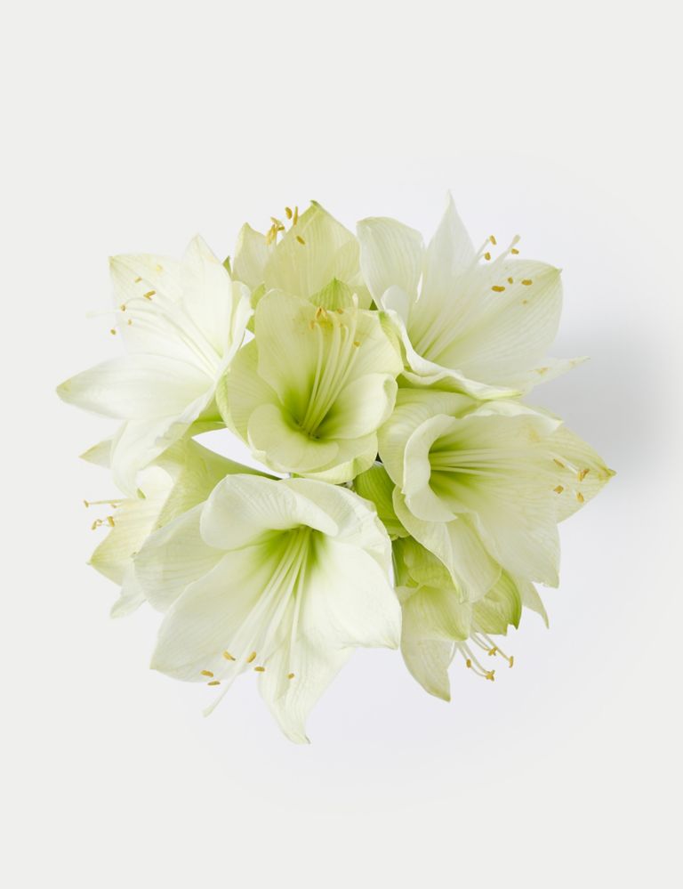White Amaryllis Bouquet 2 of 5