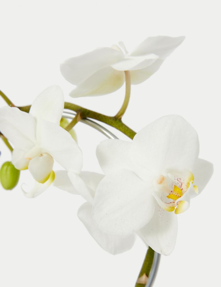 White Heart Orchid Ceramic & Swiss Truffles Bundle 3 of 5