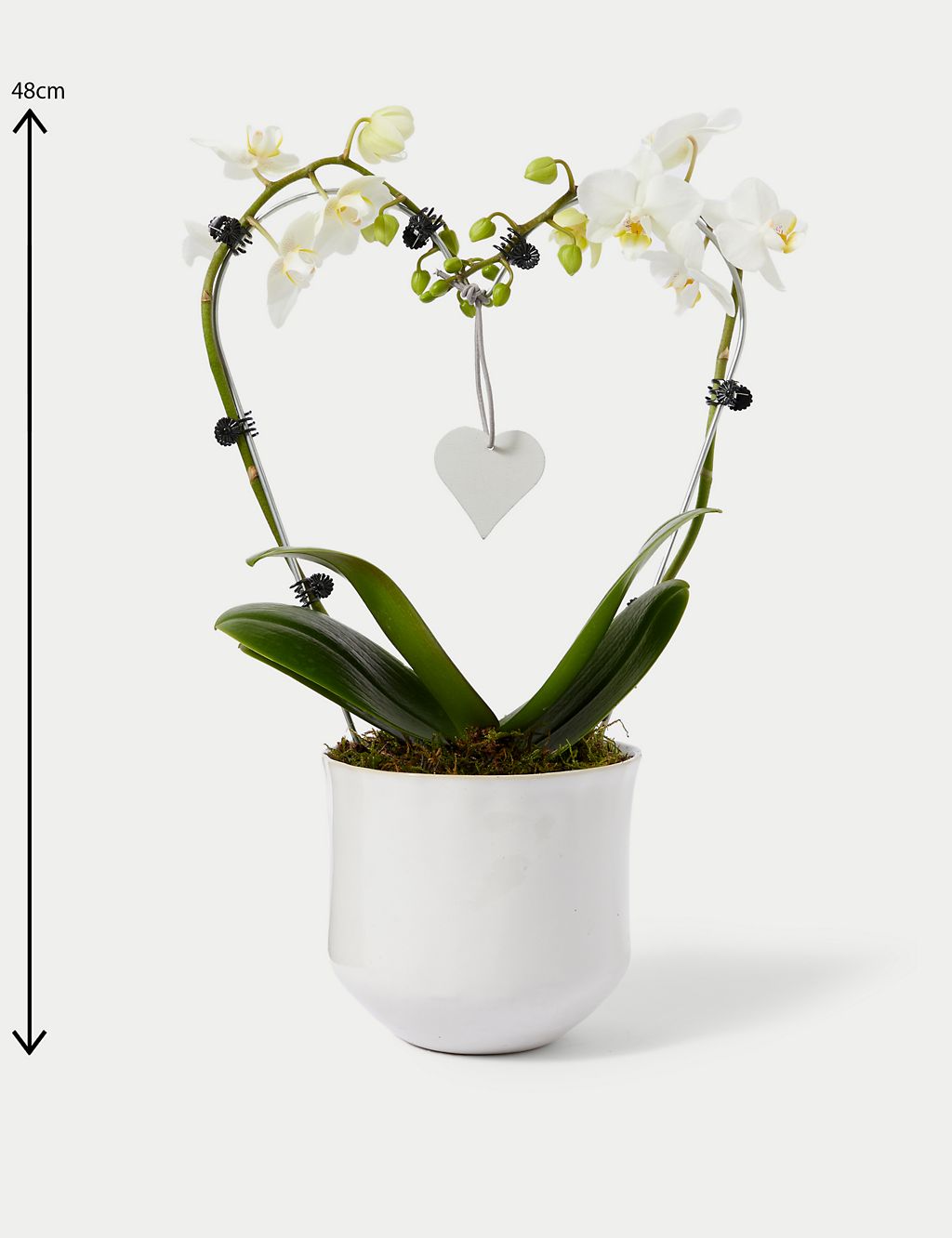 White Heart Orchid Ceramic & Swiss Truffles Bundle 5 of 5
