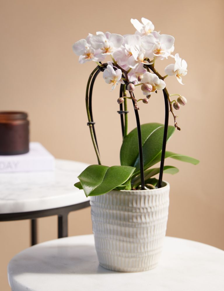 White Miniature Phalaenopsis Cascade Orchid in Ceramic Pot 1 of 4