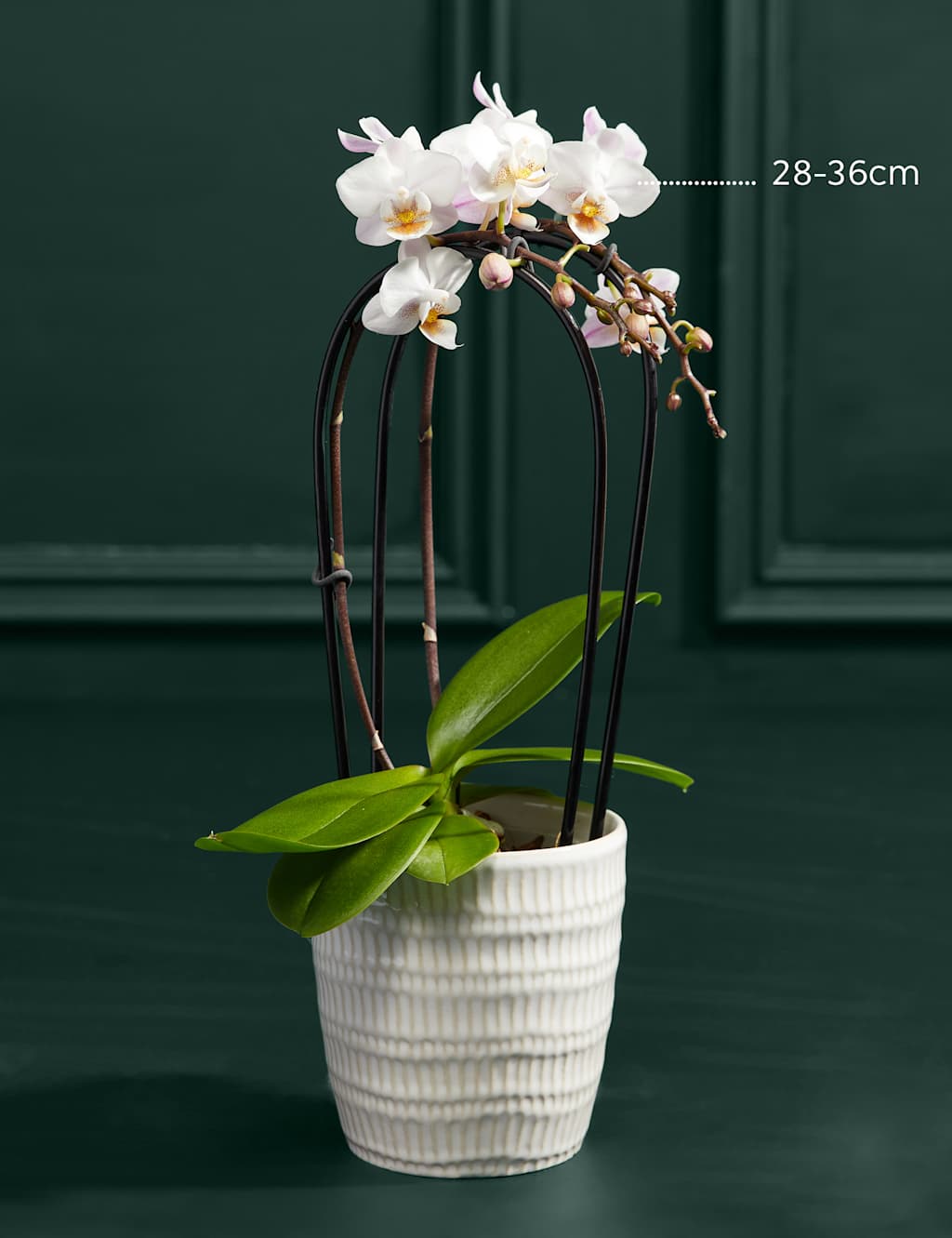 White Miniature Phalaenopsis Cascade Orchid in Ceramic Pot 2 of 4