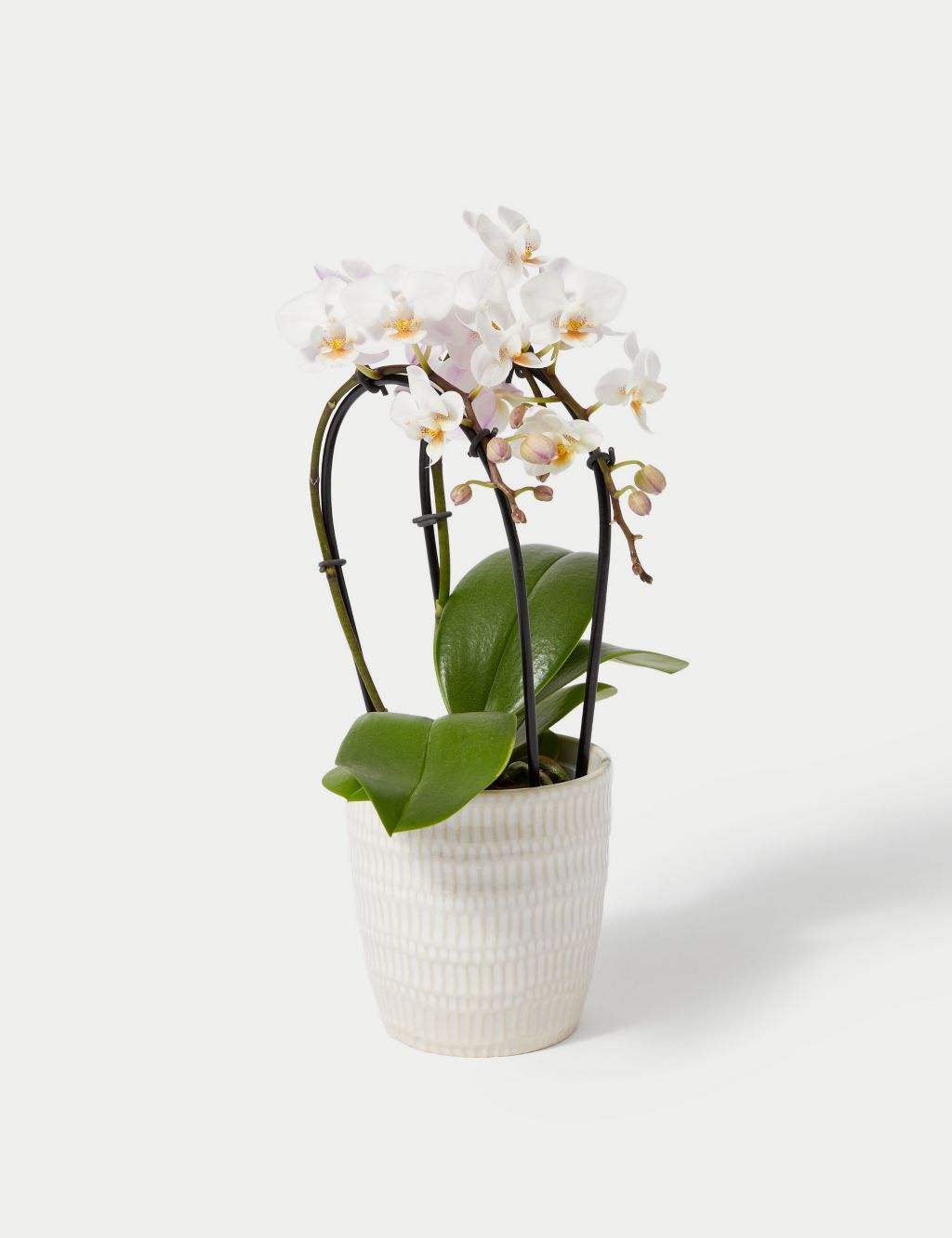 White Miniature Phalaenopsis Cascade Orchid in Ceramic Pot 1 of 4
