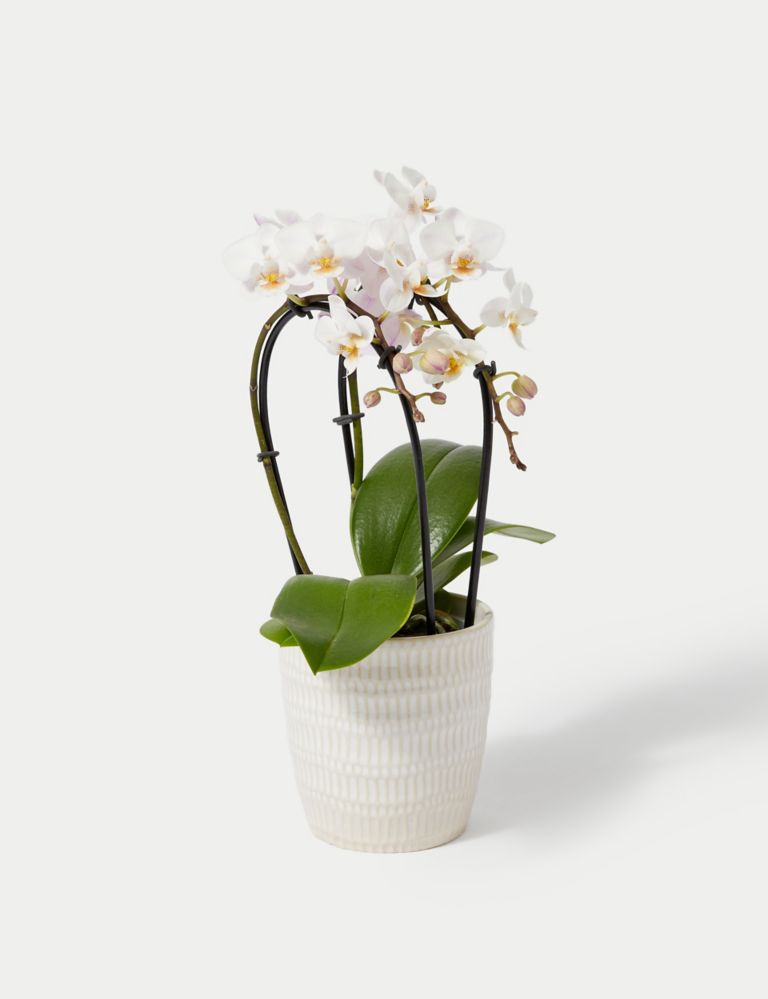 White Miniature Phalaenopsis Cascade Orchid in Ceramic Pot 2 of 4