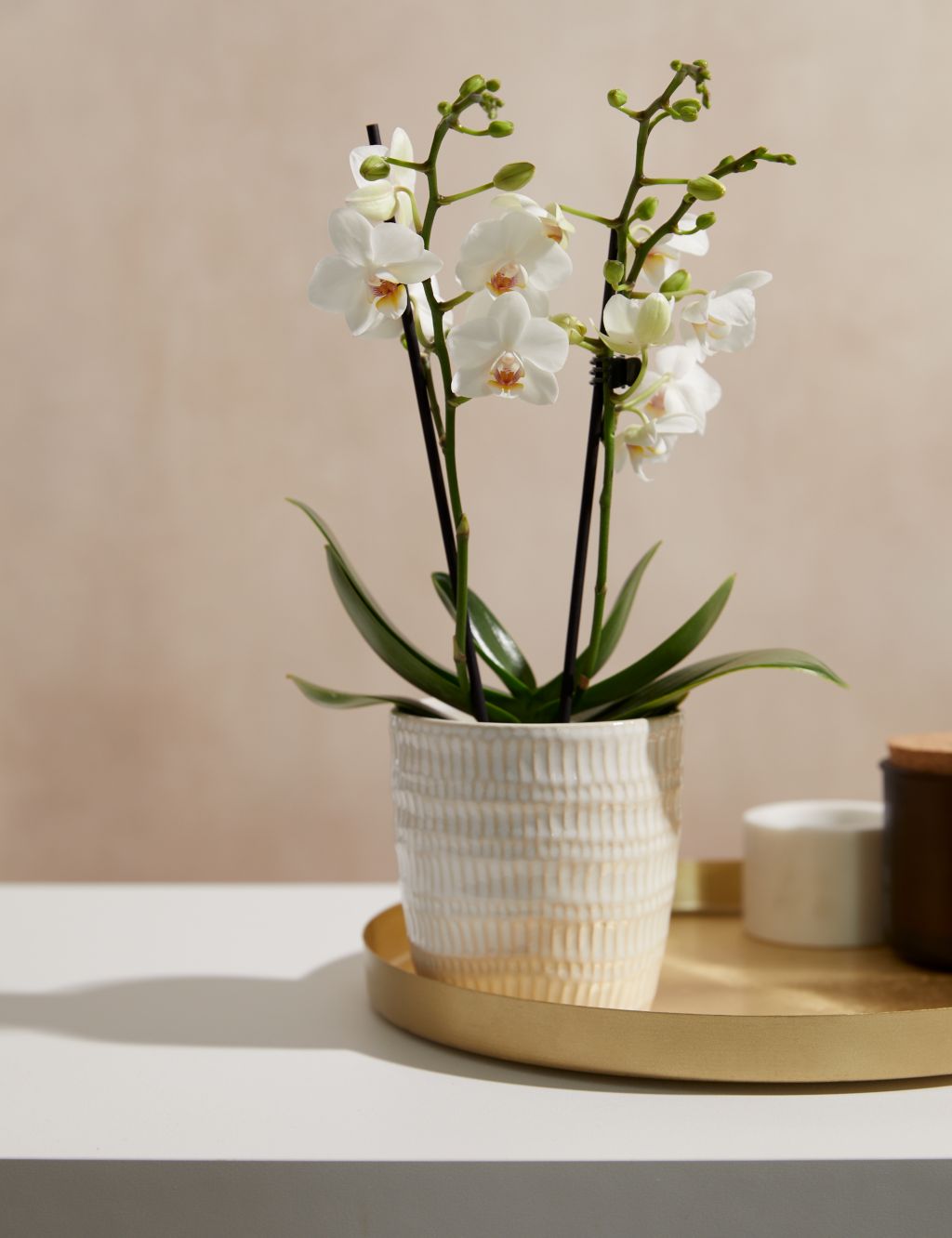 White Miniature Phalaenopsis Orchid in Ceramic Pot 3 of 4