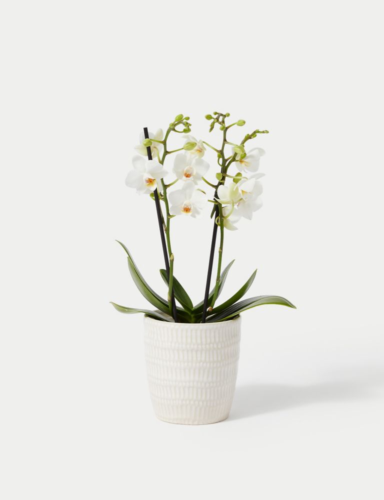 White Miniature Phalaenopsis Orchid in Ceramic Pot 2 of 4