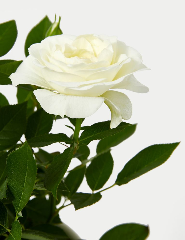 White Rose in Ceramic Pot 3 of 4