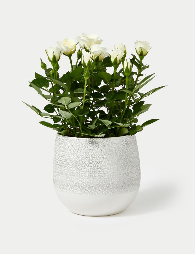White Rose in Ceramic Pot 2 of 4