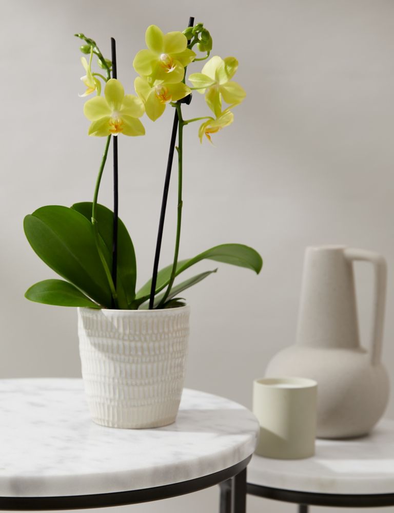 Yellow Miniature Phalaenopsis Orchid in Ceramic Pot 1 of 4