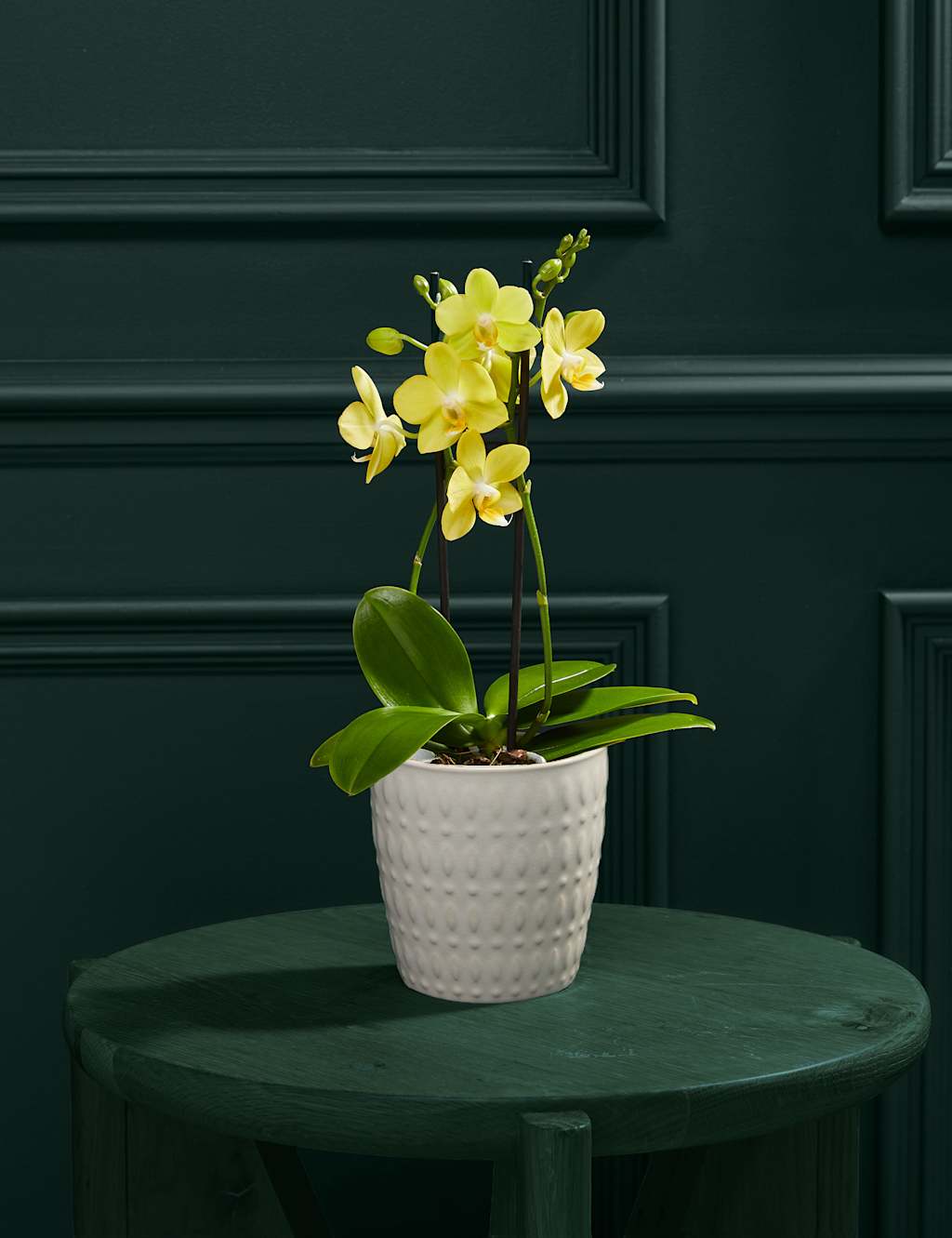 Yellow Miniature Phalaenopsis Orchid in Ceramic Pot M&S