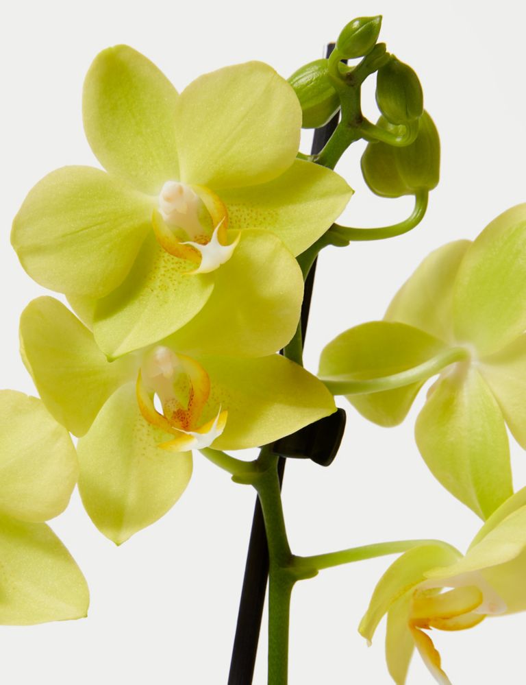 Yellow Miniature Phalaenopsis Orchid in Ceramic Pot 3 of 4