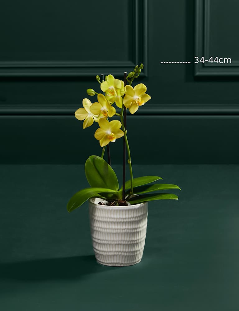 Yellow Miniature Phalaenopsis Orchid in Ceramic Pot 3 of 4