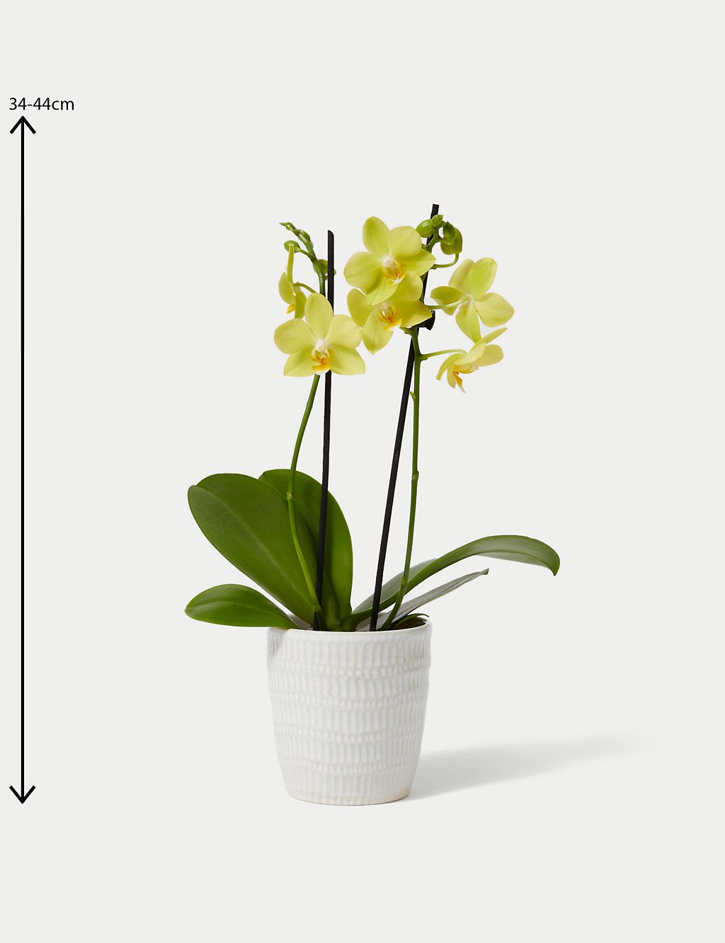 Yellow Miniature Phalaenopsis Orchid in Ceramic Pot 4 of 4