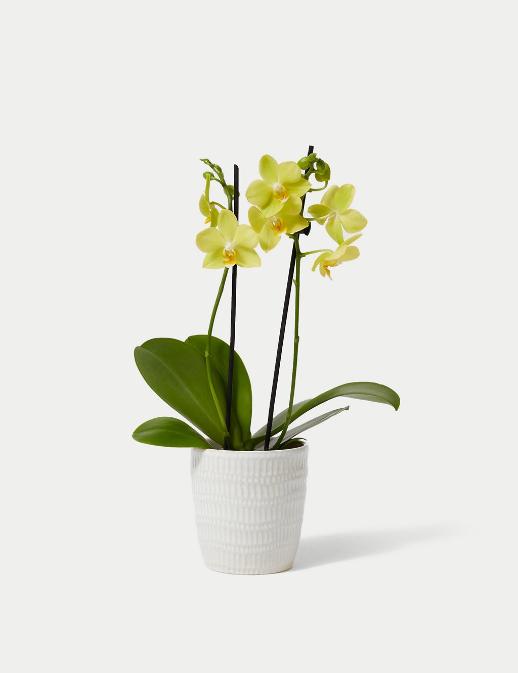 Yellow Miniature Phalaenopsis Orchid in Ceramic Pot 1 of 4