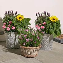 Sunflower planters