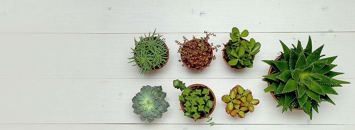 Indoor flowers and pot plants 